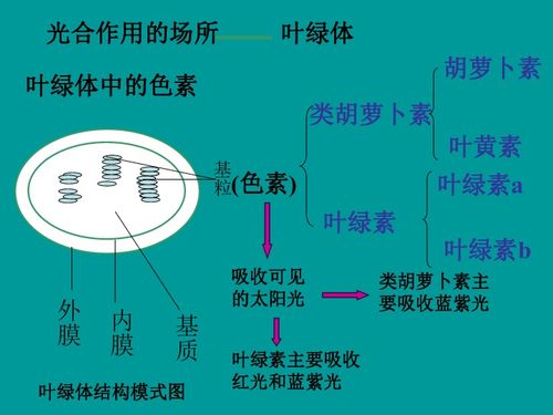 高一生物光與光合作用課件4下載 生物 21世紀教育網