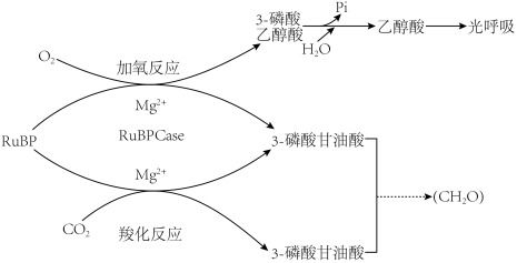 植物葉肉細胞中光合作用與呼吸作用的ATP生成過程解析